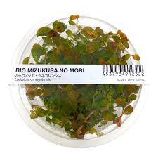 Image result for Ludwigia senegalensis