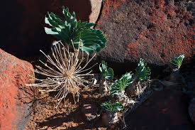 Image result for Boophone disticha