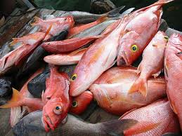 Siapa yang tidak pernah mendengar nama ikan kakap putih? 10 Jenis Ikan Kakap Yang Banyak Dibudidayakan Di Indonesia Di Dunia