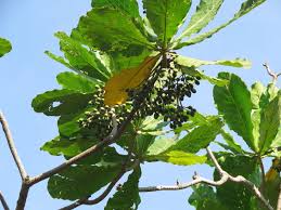 Image result for Anthocleista vogelii