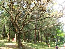 Image result for Copaifera baumiana