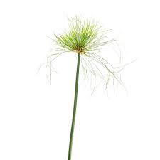 Image result for Cyperus glaucophyllus