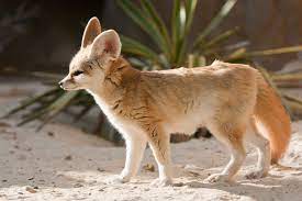 Backlit Standing Fennec Fox 1 Fennec Fox Fennec Fox Pet Cute Animals
