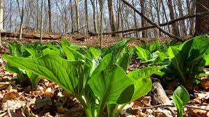 Skunk cabbage is a common name for several plants and may refer to: What Is Skunk Cabbage Dengarden