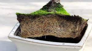 Bonsai is the art of growing miniature trees in small pots. Repotting Bonsai How To Repot Your Tree Bonsai Empire