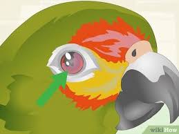 Last surviving golden eagle in wales was shot twice before. How To Treat Infections In Amazon Parrots 9 Steps With Pictures