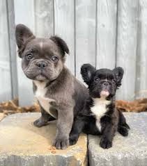Maybe you would like to learn more about one of these? Fluffy Frenchie Are Long Haired French Bulldogs Purebred