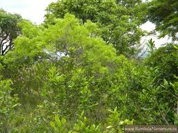 Image result for Searsia leptodictya