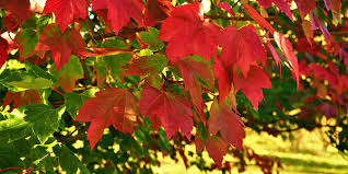 Image result for what is a swamp maple tree