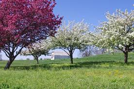 Covering Apple Tree Pollination Stark Bros