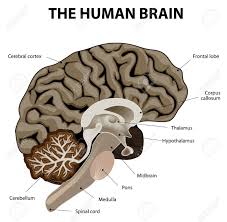 The brain is the complex organ responsible for processing sensory information (sound, touch, taste, sight, and smell). Vertical Section Of A Human Brain Showing The Medulla Pons Cerebellum Hypothalamus Thalamus Midbrain Stock Vector Human Brain Human Brain Diagram Brain
