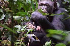 We did not find results for: Mystery Ailments Asymptomatic Individuals Spotlight On Monkeypox In Chimps