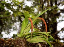 Image result for Oberonia