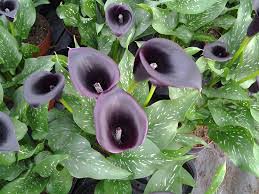 Tanaman hias ini bisa kamu tanam tanpa menggunakan tanah, melainkan air. Bunga Bunga Gotik Tanaman Hias Daun Dan Bunga Berwarna Gelap Yang Indah Aura Co Id