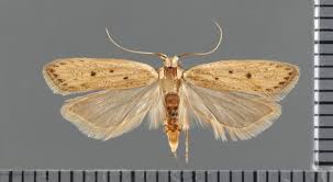 Image result for Nothris verbascella