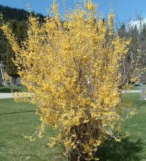 Its fragrant blossoms are white to pink, and its fruits attract birds including finches and cedar waxwings. Alaska Hardy Trees And Shrubs