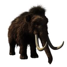 download baby elephant png image for free download baby elephant png image for free