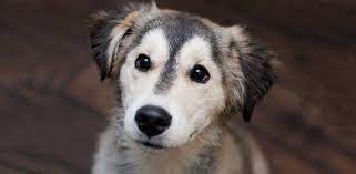 Traits Of The Husky Golden Retriever Mix Goberians Daily Dog Stuff