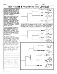 How To Read A Phylogenetic Tree 3 Part Activity Phylogenetic Tree Knowledge Graph Reading
