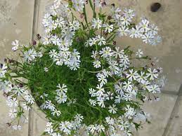 Grow this plant near a patio or bedroom window to enjoy the lovely. Zaluzianskya Capensis Midnight Candy The Blooming Garden