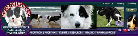 Pet breeder in caledonia, new york. Border Collies In Need 10 Myths About Border Collies