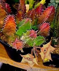 Image result for Huernia erectiloba