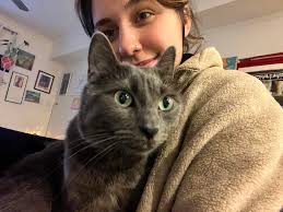 Russian Blue kitten needs loving home