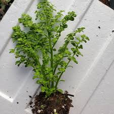 Image result for Pilea microphylla