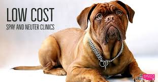 Buy in store and online with free delivery options available. Low Cost Spay And Neuter Clinics Ct 2021 Sarahs Pet Sitting And Dog Walking