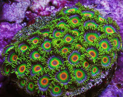 Zoanthid Identification Pictures With Names To Match Need