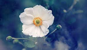 Anemone Flower Meaning Symbolism And Colors
