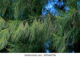 Image result for Casuarina junghuhniana
