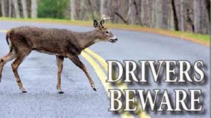 Tis the season to watch for deer on the road | Dadeville |  alexcityoutlook.com