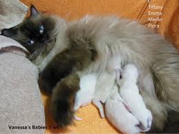 Himalayan Cat Colors Mount Vista Persians