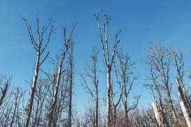 Climate change is affecting every country on every continent. Climate Change In Greater Portland Global Change Local Effects Metro