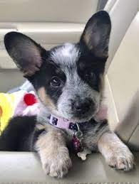 Check spelling or type a new query. 42 Cowboy Corgi Ideas Cowboy Corgi Corgi Corgi Mix