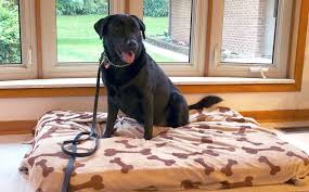 Check spelling or type a new query. Dog Training Blog Dynamic Dog Training Az