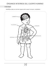 Maybe you would like to learn more about one of these? 6 Organos Internos Del Cuerpo Humano Sistema Respiratorio Observa La Ilustracion Reconoce Por Organos Del Cuerpo Humano Cuerpo Humano Para Ninos Cuerpo Humano