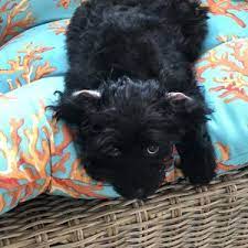 Maybe you would like to learn more about one of these? Reviews Testimonials Puppy Pictures Stories Greenfield Puppies