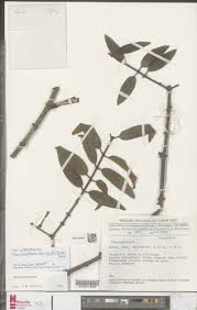 Image result for Phragmanthera polycrypta