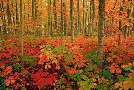 Pin On Autumn Fall Photography
