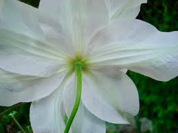 Check spelling or type a new query. Clematis Hybrid Genesis Plant Marketing Ltd