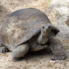 Guests may think that Angel here always moves slowly, but the Aldabra tortoise can travel at speeds of up to 0.3 miles per hour! We think she may even break that estimate