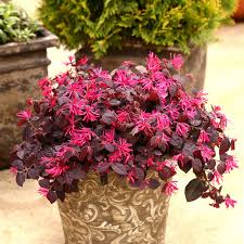 Use this loropetalum in the back of the landscape for a lush and colorful anchor. Jazz Hands Pink Chinese Fringe Flower Loropetalum Chinense Proven Winners