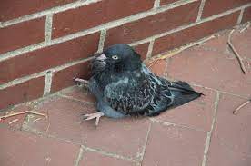 Btw this is what i was looking up pigeons forpic.twitter.com/dhv9q3dwh9. Just Some Pigeons Sitting Down Album On Imgur