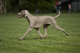 Image result for výmarský dlouhosrstý ohař