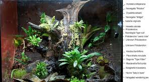 30 Gal Cube Project Page 2 Dendroboard Tree Frogs Gecko Terrarium Reptile Enclosure