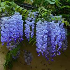 Add night bloomers to the list for greater impact. Blue Moon Wisterias For Sale Brighterblooms Com