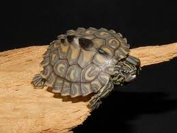 Yellow Blotched Map Turtle For Sale From The Turtle Source Map Turtle Turtles For Sale Turtle