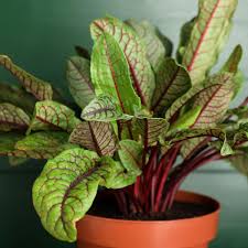 Image result for Rumex sanguineum